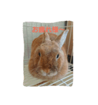 うさぎの毎日Every day of the rabbit（個別スタンプ：6）