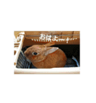 うさぎの毎日Every day of the rabbit（個別スタンプ：7）