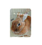 うさぎの毎日Every day of the rabbit（個別スタンプ：8）