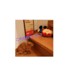 うさぎの毎日Every day of the rabbit（個別スタンプ：9）