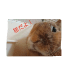 うさぎの毎日Every day of the rabbit（個別スタンプ：10）
