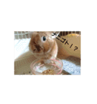 うさぎの毎日Every day of the rabbit（個別スタンプ：11）