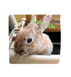 うさぎの毎日Every day of the rabbit（個別スタンプ：13）