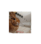 うさぎの毎日Every day of the rabbit（個別スタンプ：15）