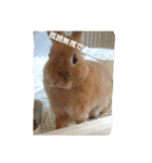 うさぎの毎日Every day of the rabbit（個別スタンプ：16）