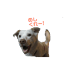 きゅうちゃんさくら（個別スタンプ：2）