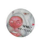 きゅうちゃんさくら（個別スタンプ：3）