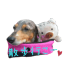 きゅうちゃんさくら（個別スタンプ：6）
