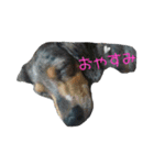 きゅうちゃんさくら（個別スタンプ：8）