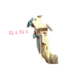 きゅうちゃんさくら（個別スタンプ：9）