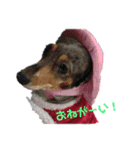 きゅうちゃんさくら（個別スタンプ：12）