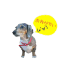 きゅうちゃんさくら（個別スタンプ：13）