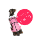 きゅうちゃんさくら（個別スタンプ：15）