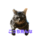 ネコ時々二日酔い（個別スタンプ：1）