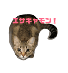 ネコ時々二日酔い（個別スタンプ：2）