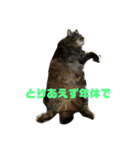 ネコ時々二日酔い（個別スタンプ：3）