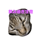 ネコ時々二日酔い（個別スタンプ：4）