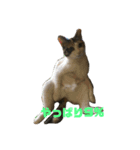 ネコ時々二日酔い（個別スタンプ：9）