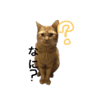 にゃんともる（個別スタンプ：1）