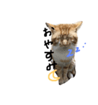 にゃんともる（個別スタンプ：2）