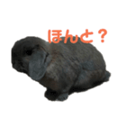 うさぎのもんちゃん＆チョッチョ 日常的会話（個別スタンプ：3）