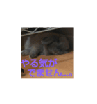 うさぎのもんちゃん＆チョッチョ 日常的会話（個別スタンプ：4）