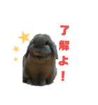 うさぎのもんちゃん＆チョッチョ 日常的会話（個別スタンプ：7）