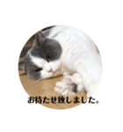 Monyaのにゃんごにゃんごビジネススタンプ（個別スタンプ：18）