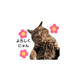 ねこースタンプ10（個別スタンプ：1）
