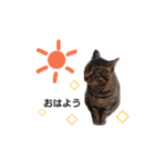 ねこースタンプ10（個別スタンプ：4）