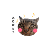 ねこースタンプ10（個別スタンプ：5）