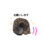 ねこースタンプ10（個別スタンプ：6）
