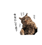ねこースタンプ10（個別スタンプ：12）