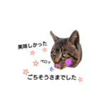 ねこースタンプ10（個別スタンプ：13）