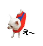 SUPERチワワ（個別スタンプ：6）