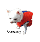 SUPERチワワ（個別スタンプ：22）