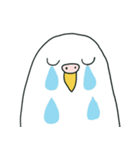 いつもインコたちと一緒に4（個別スタンプ：16）