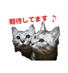 猫とか？（個別スタンプ：1）