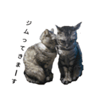 猫とか？（個別スタンプ：2）