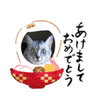 猫とか？（個別スタンプ：5）