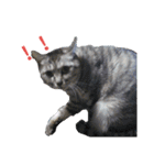 猫とか？（個別スタンプ：7）