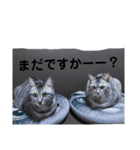 猫とか？（個別スタンプ：8）