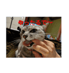 猫とか？（個別スタンプ：10）
