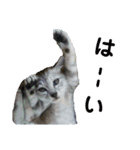 猫とか？（個別スタンプ：11）
