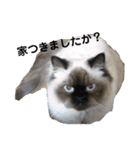 猫とか？（個別スタンプ：12）