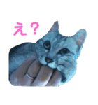 猫とか？（個別スタンプ：13）