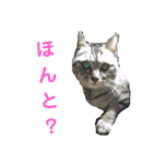 猫とか？（個別スタンプ：14）
