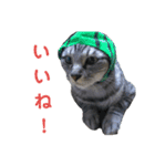 猫とか？（個別スタンプ：15）