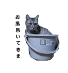 猫とか？（個別スタンプ：16）