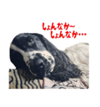 聖砂未だよ全員集合vol.2(博多弁ver.)（個別スタンプ：1）